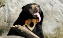 A sun bear sticking out its impressively long tongue.