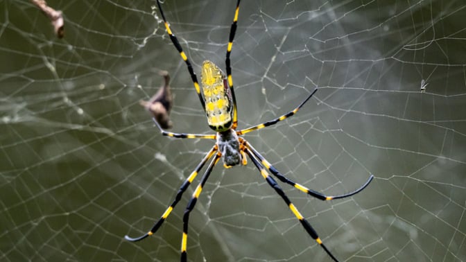 a Joro spider on a web