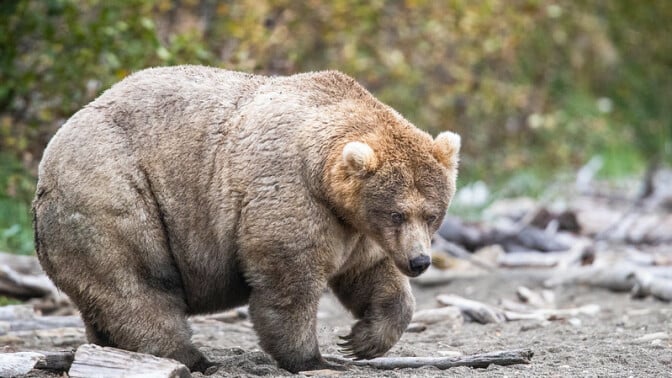 The famous Katmai National Park and Preserve bear "Holly" (bear 435).