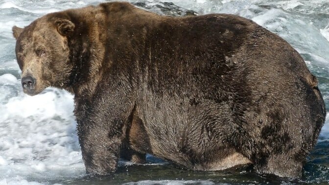 The Fat Bear Week Champion bear 747 fishing in Katmai National Park and Preserve's Brooks River.