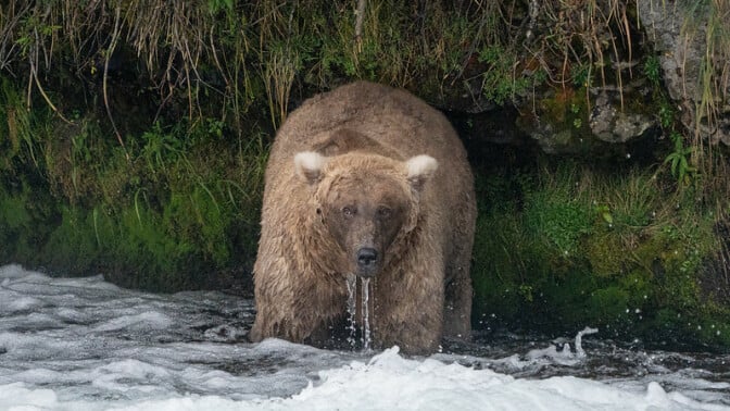 The 2023 Fat Bear Week winner, Grazer, seen in Katmai National Park and Preserve's Brooks River in September.