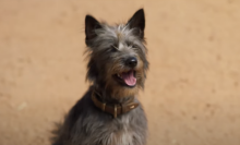 A stray dog looks cheerful.