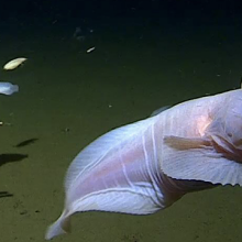 a snailfish swimming in the deep sea