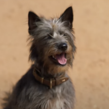 A stray dog looks cheerful.