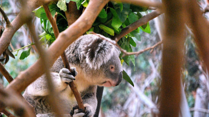 Australian rainforest