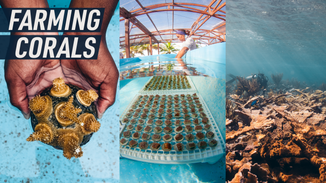 A split screen shows three images of corals - one of two hands holding a coral, one of the corals under water on the land farm, and one of a coral reef in the ocean.